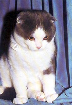 brit rövidszőrű skt lógófülű macska 1